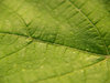 green green