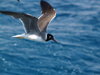 Bird 2