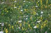 Chalk downland flora
