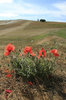 Poppies