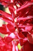 Pink tropical flowers