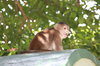 Monkey