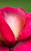 Morning Rose
