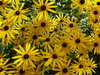 Black eyed Daisy