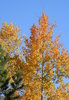 Colorado Aspen
