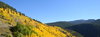 Colorado Aspen