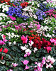 city flowers display