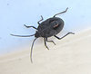 bugged