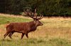 Stag