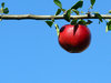 Ready for picking