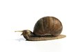 snail senior