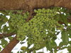 Cluster Fig