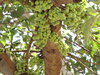 Cluster Fig