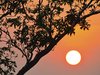 Sunset in the Jungle