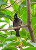 Red-Vented Bulbul