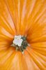 Pumpkin texture