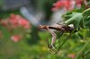 Praying Mantis Insect