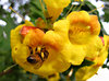 golden clusters