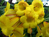 golden clusters