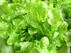 lettuce varieties