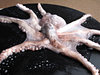octopus