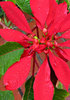 rain drops on red and green