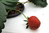 strawberry growth