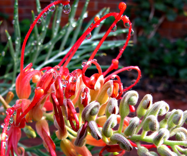 winter raindrops: raindrop reflections on different plants
