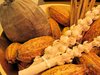 cocoa fruits