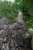 Bark texture