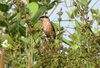 Long Tailed Shrike