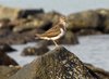 Common Sandpiper