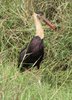 Woolly-necked Stork