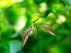 Fresh Leaves