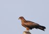 Pariah Kite