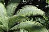Fern in greenhouse