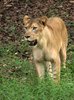 Lioness