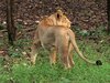 Lioness