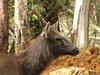 Sambar