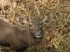 Sambar