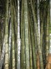 Bamboo Groove