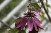 Greenhouse passion flower