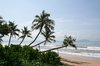 Tumbledown palm trees