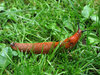 slug