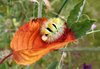 caterpillar