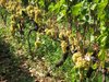 vineyard
