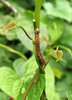 Inchworm