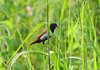 Chestnut Munia