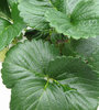 strawberry growth
