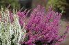 heather